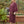 Load image into Gallery viewer, Blonde woman wearing Dessous Loungewear Bianca caftan in plum colored sustainable Lyocell fabric.